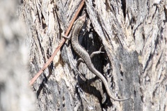 Cryptoblepharus pannosus