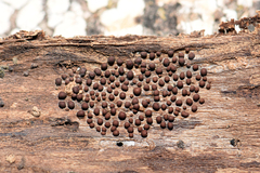 Perichaena corticalis