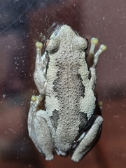 Litoria dentata