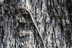 Cryptoblepharus pannosus