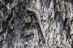 Cryptoblepharus pannosus