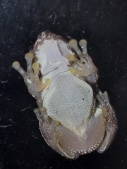Litoria dentata