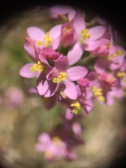 Centaurium erythraea