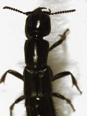 Thyreocephalus orthodoxus