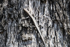 Cryptoblepharus pannosus