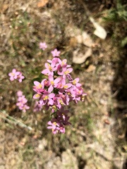 Centaurium erythraea