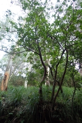 Arbutus unedo