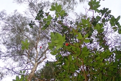 Arbutus unedo