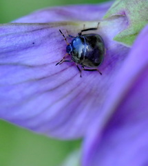 Coptosoma scutellatum
