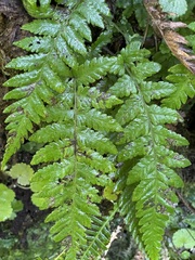 Leptogramma pozoi image