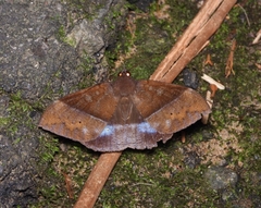Ischyja