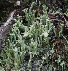 Cladonia polydactyla