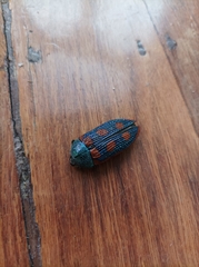 Stigmodera cancellata