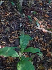 Veratrum nigrum
