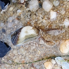Barbatia grayana
