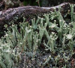 Cladonia polydactyla
