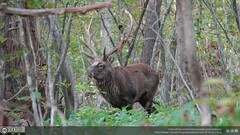 Cervus nippon yesoensis