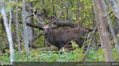 Cervus nippon yesoensis