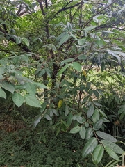 Ficus coronata