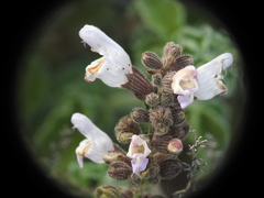 Salvia fruticosa