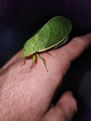 Cystosoma saundersii