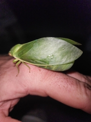 Cystosoma saundersii