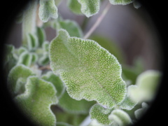 Salvia fruticosa