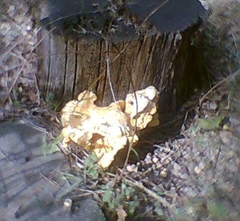 Laetiporus sulphureus
