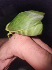 Cystosoma saundersii