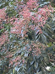 Zanthoxylum avicennae