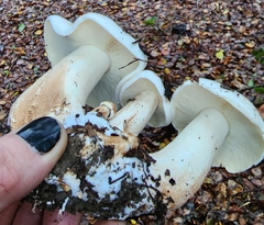 Melanoleuca verrucipes