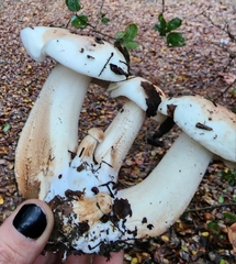 Melanoleuca verrucipes