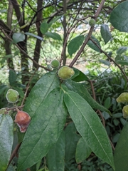 Ficus coronata