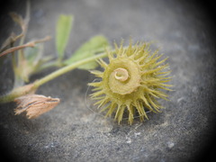 Medicago disciformis