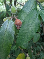 Ficus coronata
