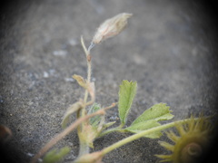 Medicago disciformis