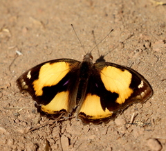 Junonia hierta