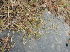 Medicago disciformis