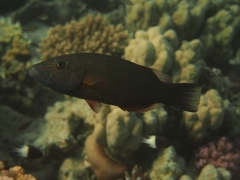 Oxycheilinus digramma