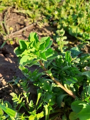 Euphorbia helioscopia