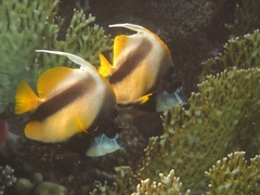 Heniochus intermedius