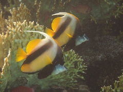 Heniochus intermedius