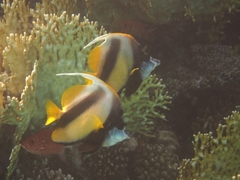 Heniochus intermedius