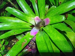 Neoregelia