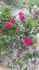 Bougainvillea