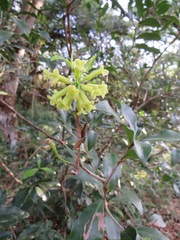Peddiea africana