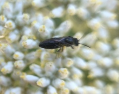 Leioproctus