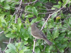 Phylloscopus canariensis