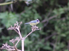 Cyanistes teneriffae