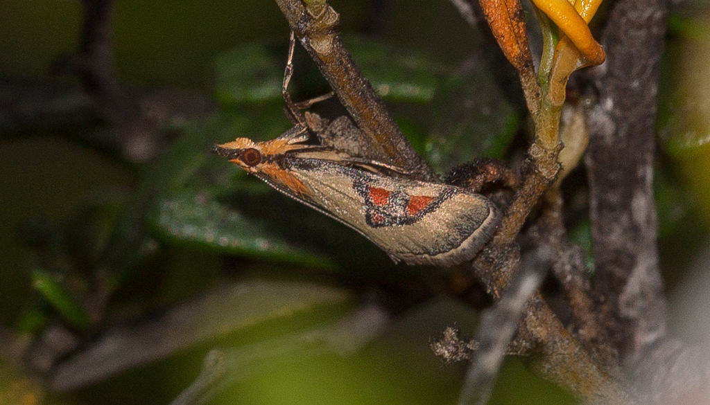 Metallarcha calliaspis